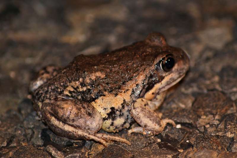 Eastern Banjo Frog