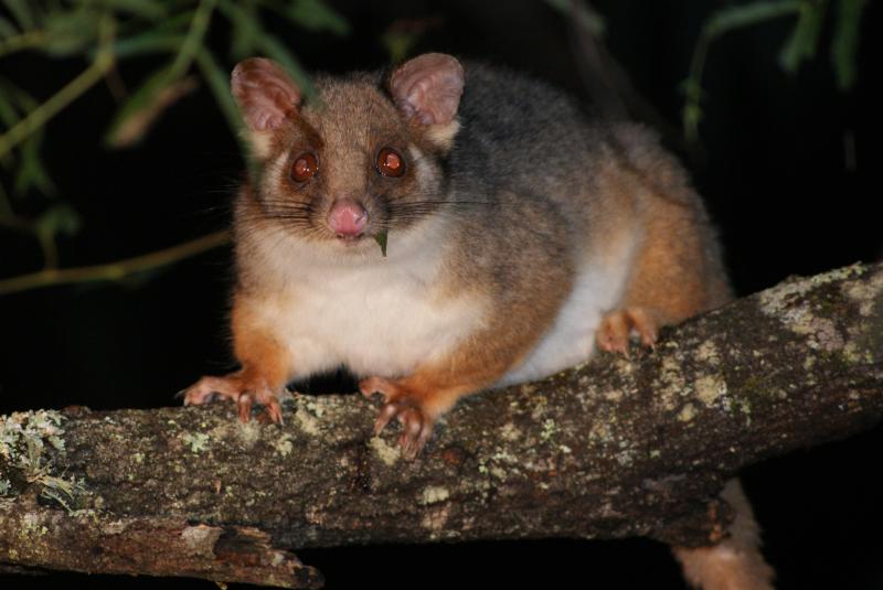 Common Ring-tailed Possum