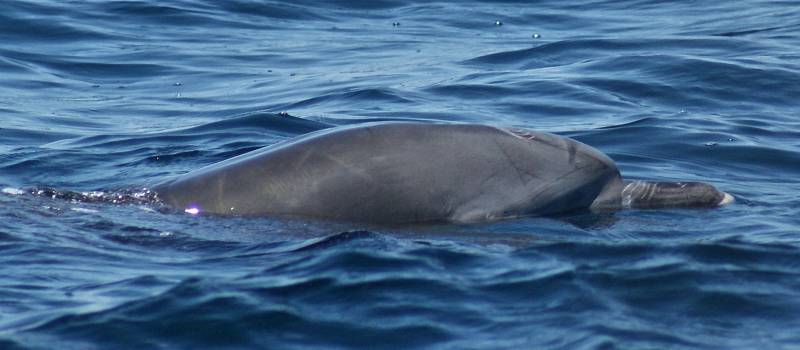 Indo-Pacific Bottlenose Dolphin