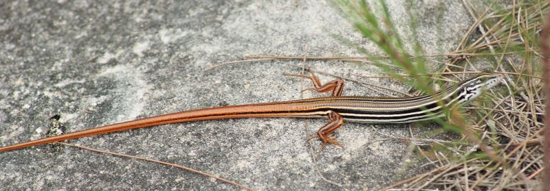 Copper-tailed Skink