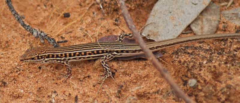 Ctenotus schomburgkii