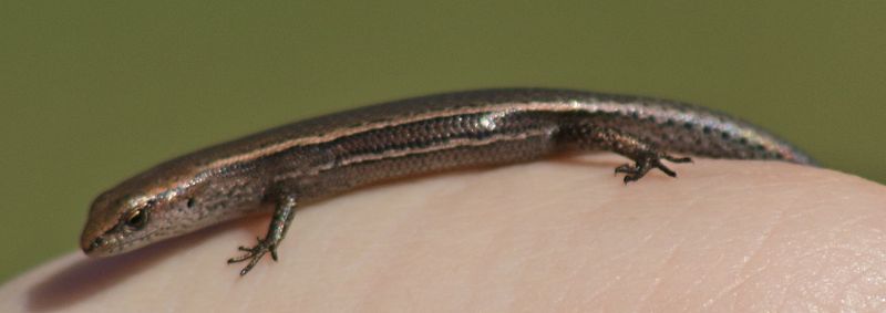 Garden Skink