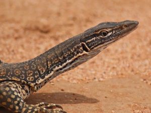 Gould's Goanna