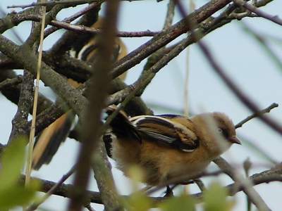 Bearded Tit