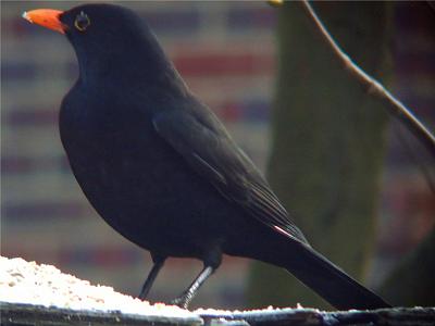 (Common) Blackbird