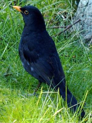 (Common) Blackbird