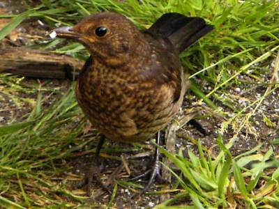 (Common) Blackbird