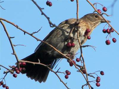(Common) Blackbird