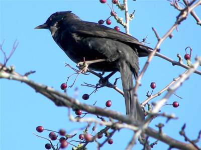 (Common) Blackbird