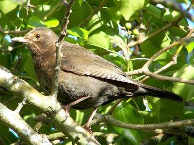 (Common) Blackbird