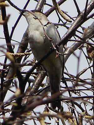 Blackcap