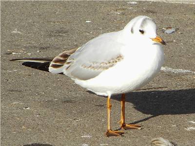 Black-headed Gull