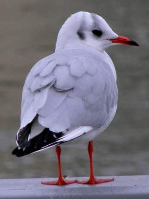Black-headed Gull
