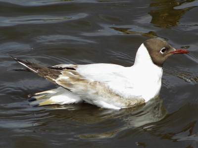 Black-headed Gull
