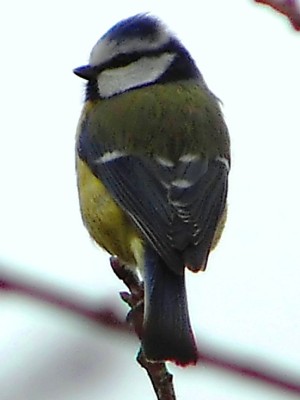 (European) Blue Tit