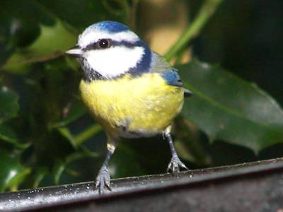 (European) Blue Tit