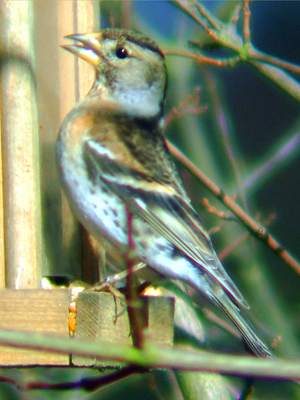 Brambling