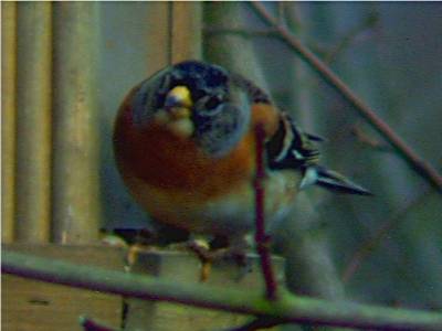 Brambling