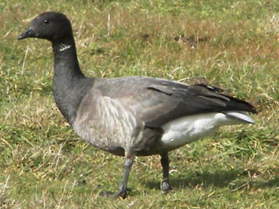 Brent Goose
