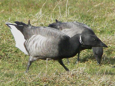 Brent Goose