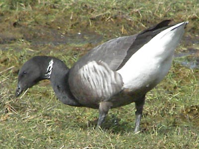 Brent Goose