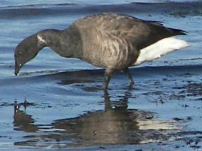 Brent Goose