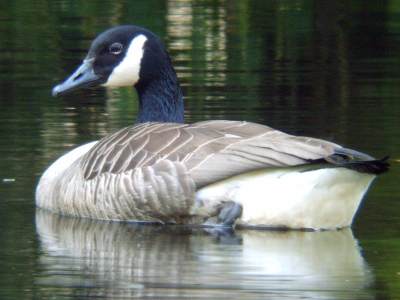 (Greater) Canada Goose