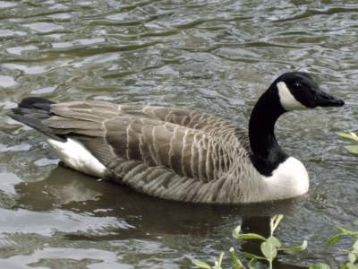 (Greater) Canada Goose