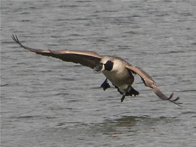 (Greater) Canada Goose