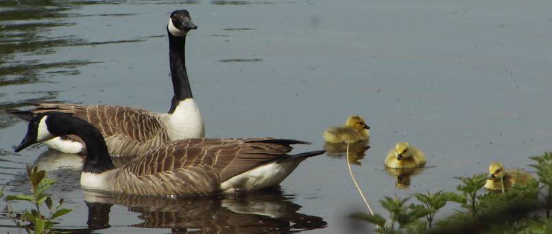 (Greater) Canada Goose
