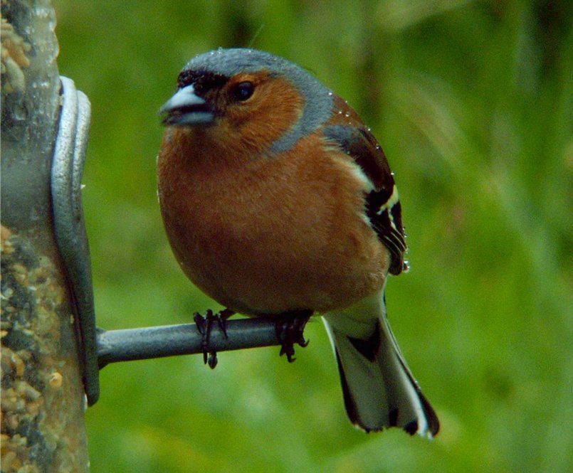 male (Common) Chaffinch