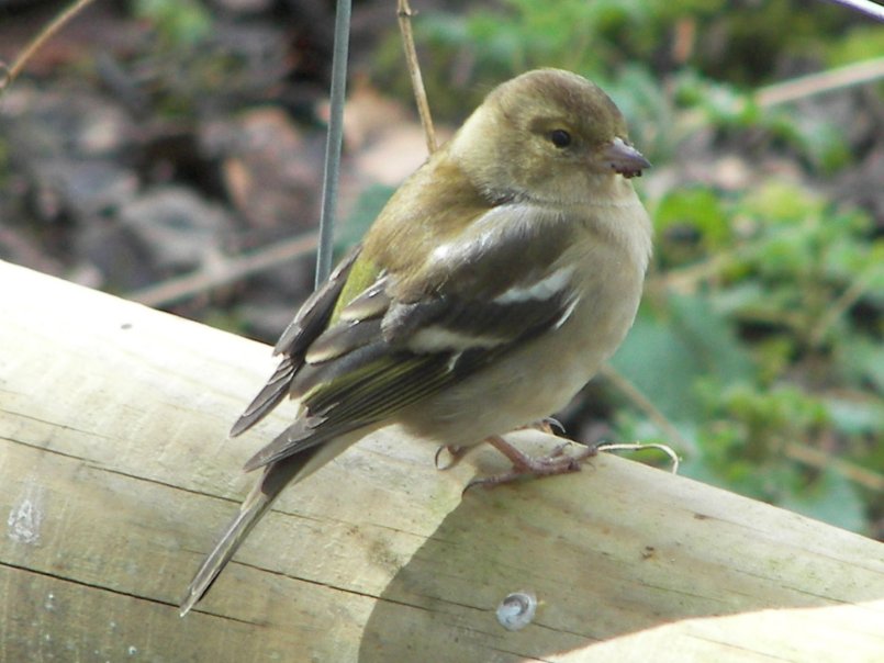female (Common) Chaffinch