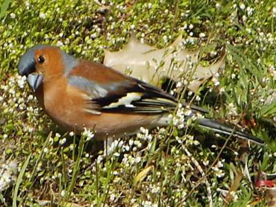 (Common) Chaffinch