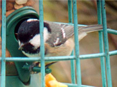 Coal Tit