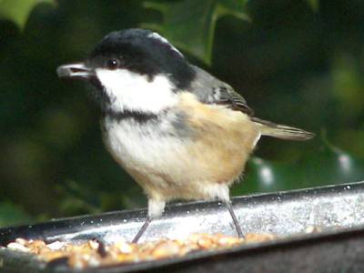 Coal Tit