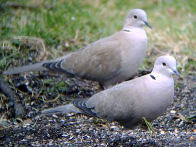 (Eurasian) Collared Dove