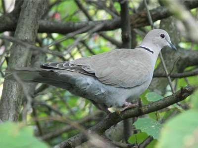 (Eurasian) Collared Dove