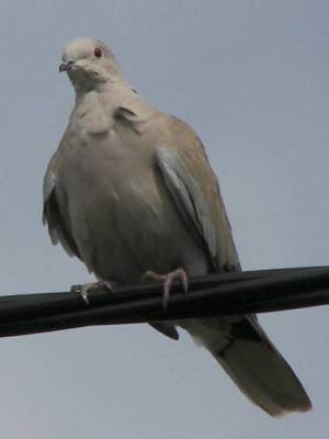 (Eurasian) Collared Dove
