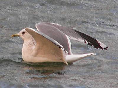 Common Gull