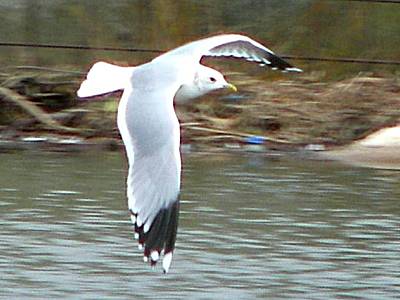 Common Gull