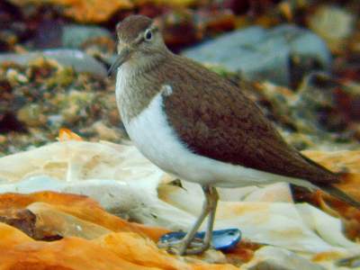 Common Sandpiper