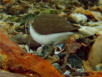 Common Sandpiper