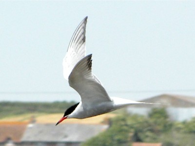Common Tern
