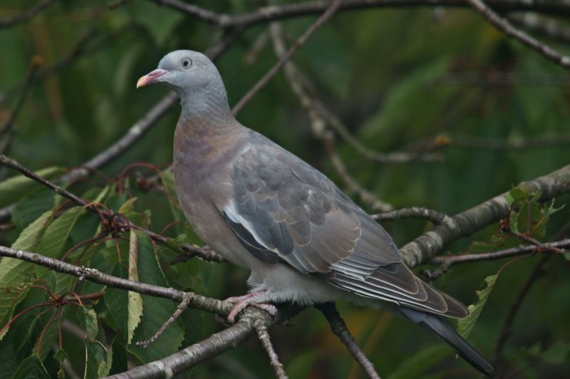 Common Wood Pigeon Juvenile