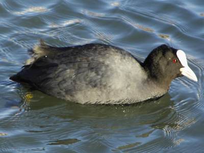 (Eurasian) Coot