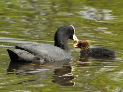 (Eurasian) Coot
