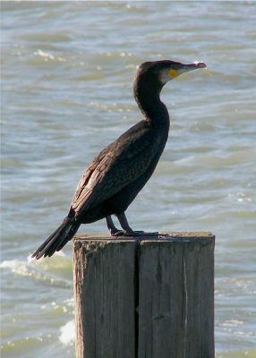 (Great) Cormorant