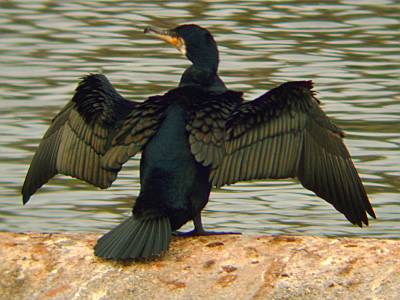 (Great) Cormorant