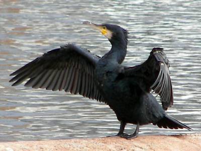 (Great) Cormorant