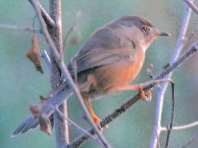 Dartford Warbler